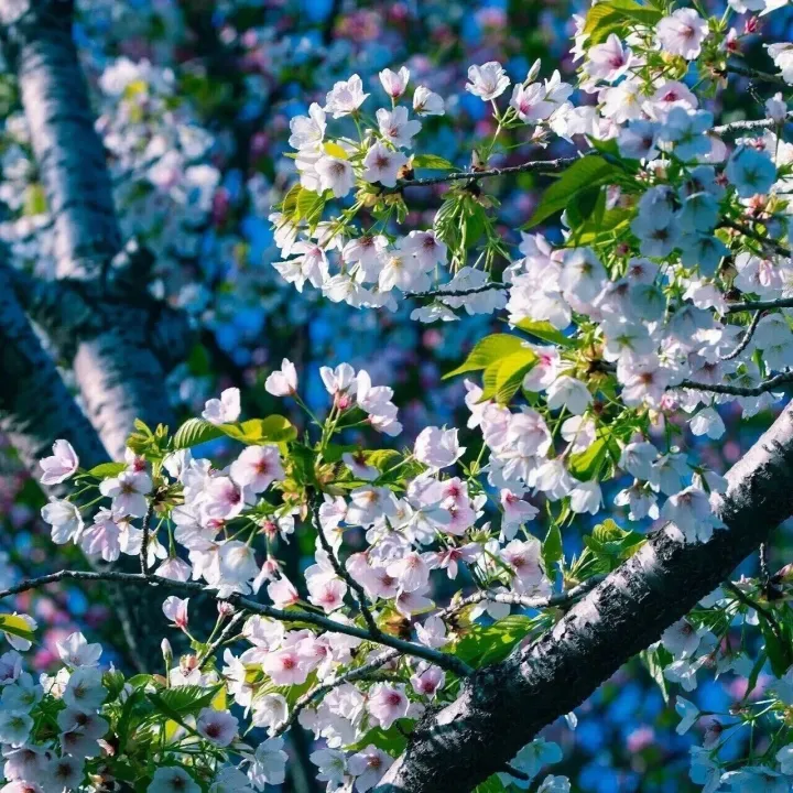 春光正好，宜踏青赏花！济南最新天气情况和花期预报→