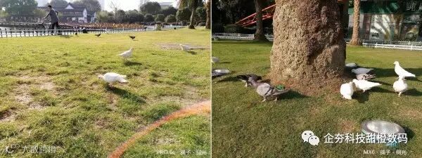 P61111-145326 鸽子 草坪 - 迎光 侧光.jpg