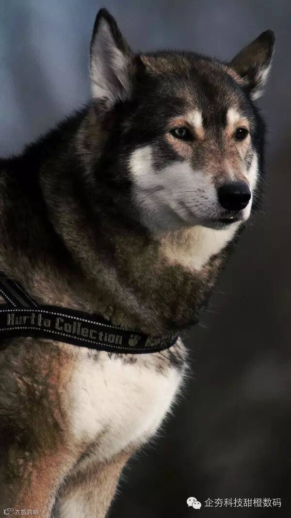 1-5 The-images-we-used-for-our-experiment.jpg