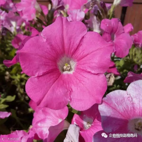 P61209-114618 m5 note - 微距.jpg