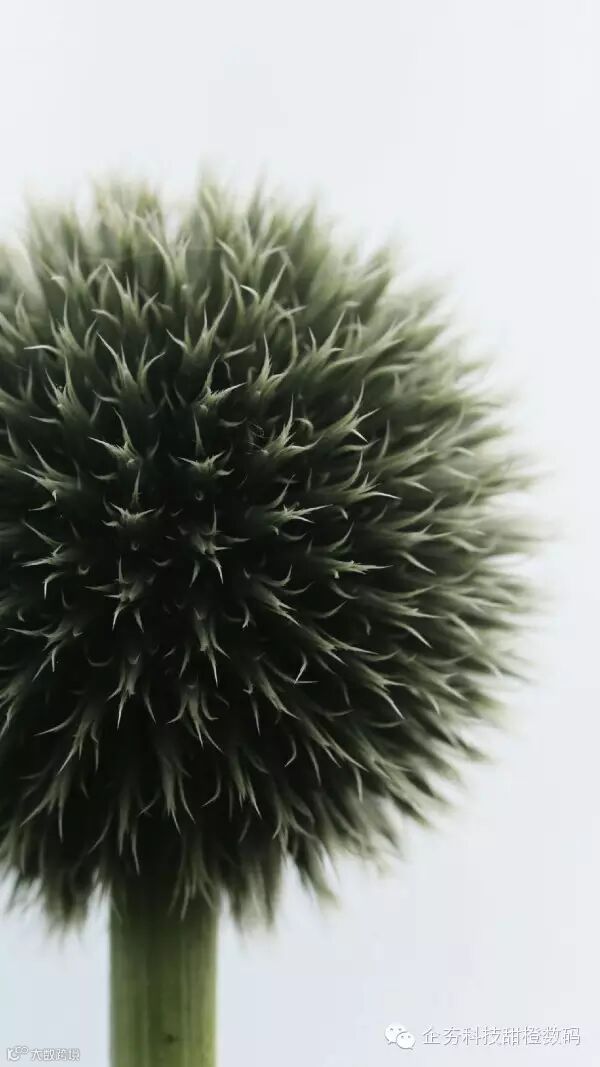 1-1 The-images-we-used-for-our-experiment.jpg