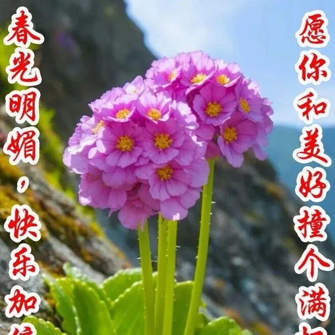 春光明媚，快樂(lè)加倍