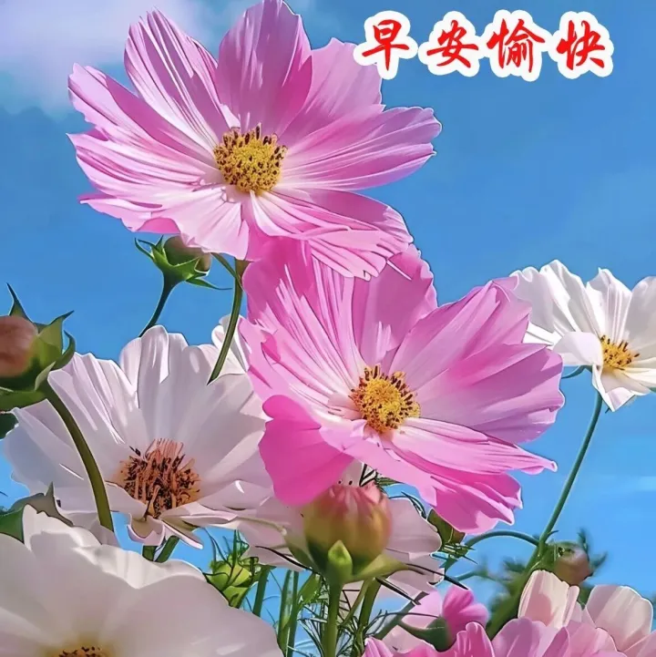 平安喜樂(lè)，從早到晚