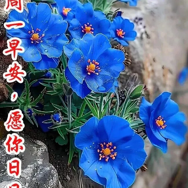 福在<em>安康</em>中，愛在朝暮間