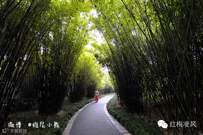 【江苏】如画卷般初冬最美的扬州时光