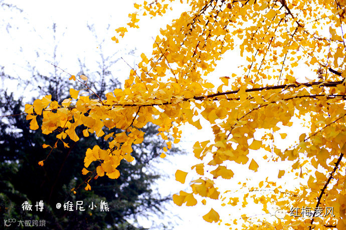 【江苏】如画卷般初冬最美的扬州时光