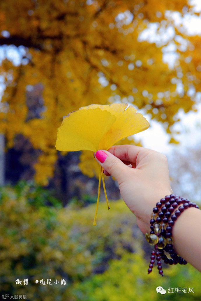 【江苏】如画卷般初冬最美的扬州时光