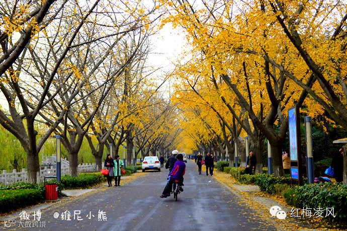 【江苏】如画卷般初冬最美的扬州时光