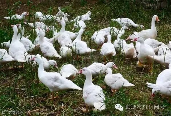 最热门的农村致富项目推荐