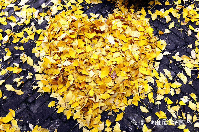 【江苏】如画卷般初冬最美的扬州时光