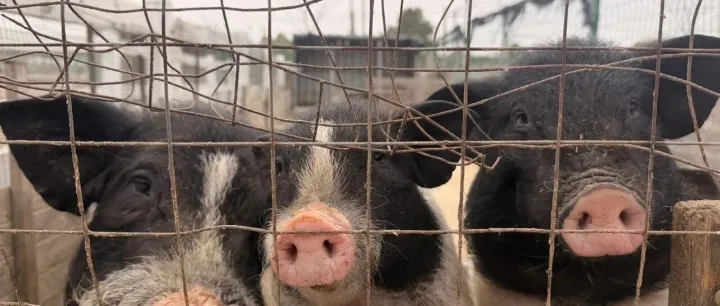 又一起跑水賬號(hào)暴雷，當(dāng)事人或判35年監(jiān)禁，罰150元美金！