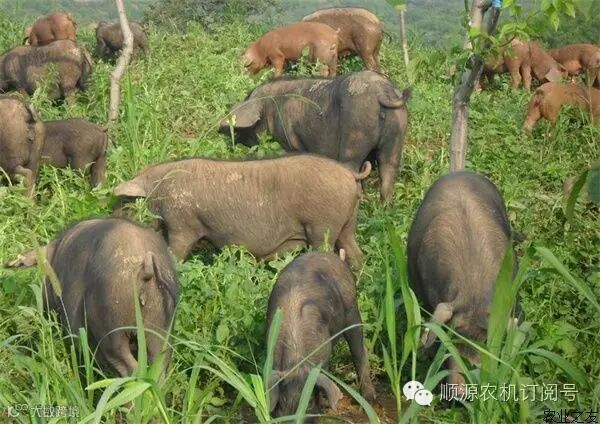 最热门的农村致富项目推荐