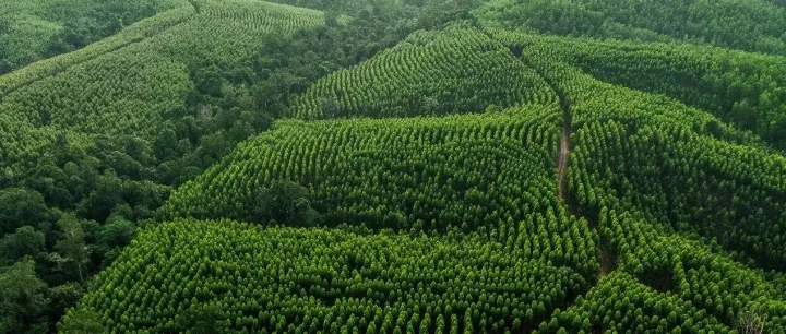 世界森林日｜以纤维之名守护森林