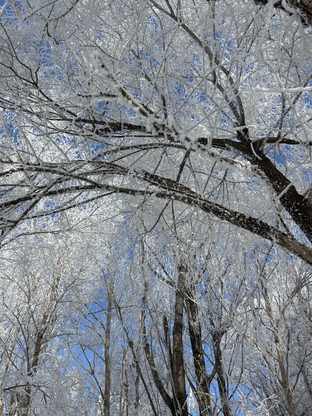 73。《雾凇·玉树银花》 摄影：李妍达.jpg