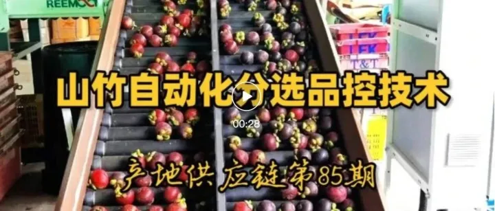 【指聞視頻：數百萬顆山竹如何自動分級品控？】