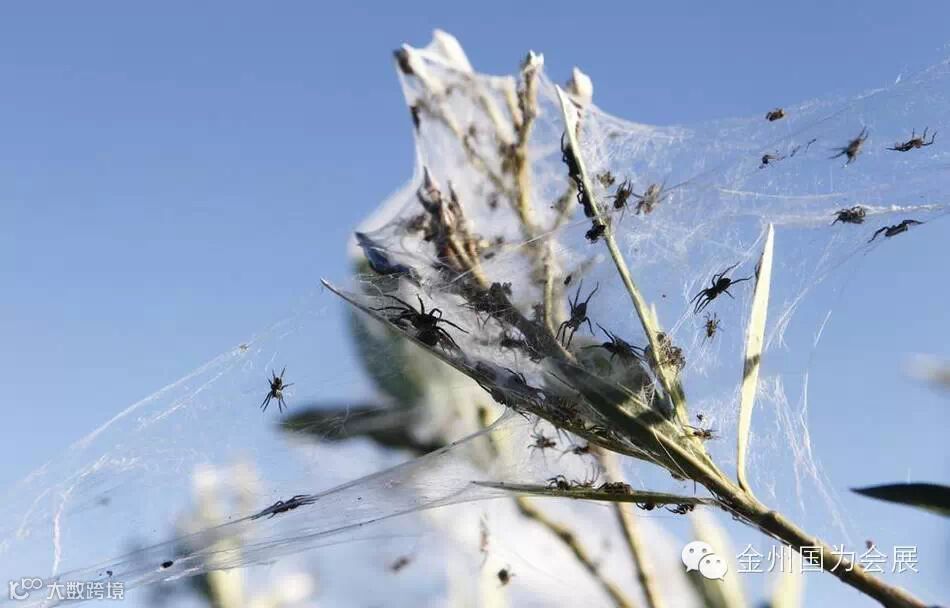 澳大利亚下“蜘蛛雨” 百万蜘蛛从天而降