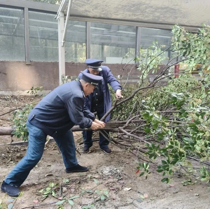 金通物业 | 树木移栽焕新貌 园区环境再提升