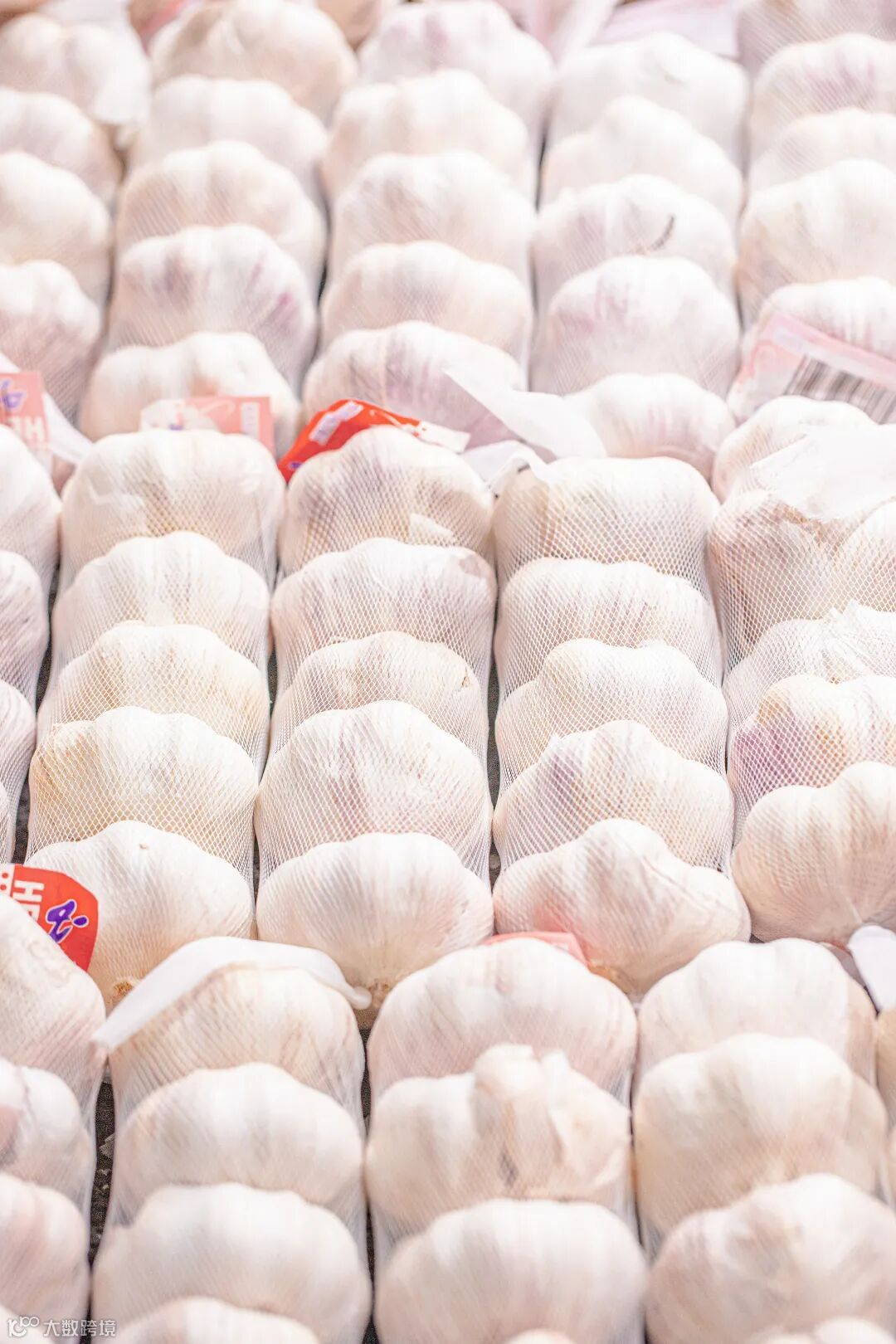 1 白色 蔬菜5.jpg