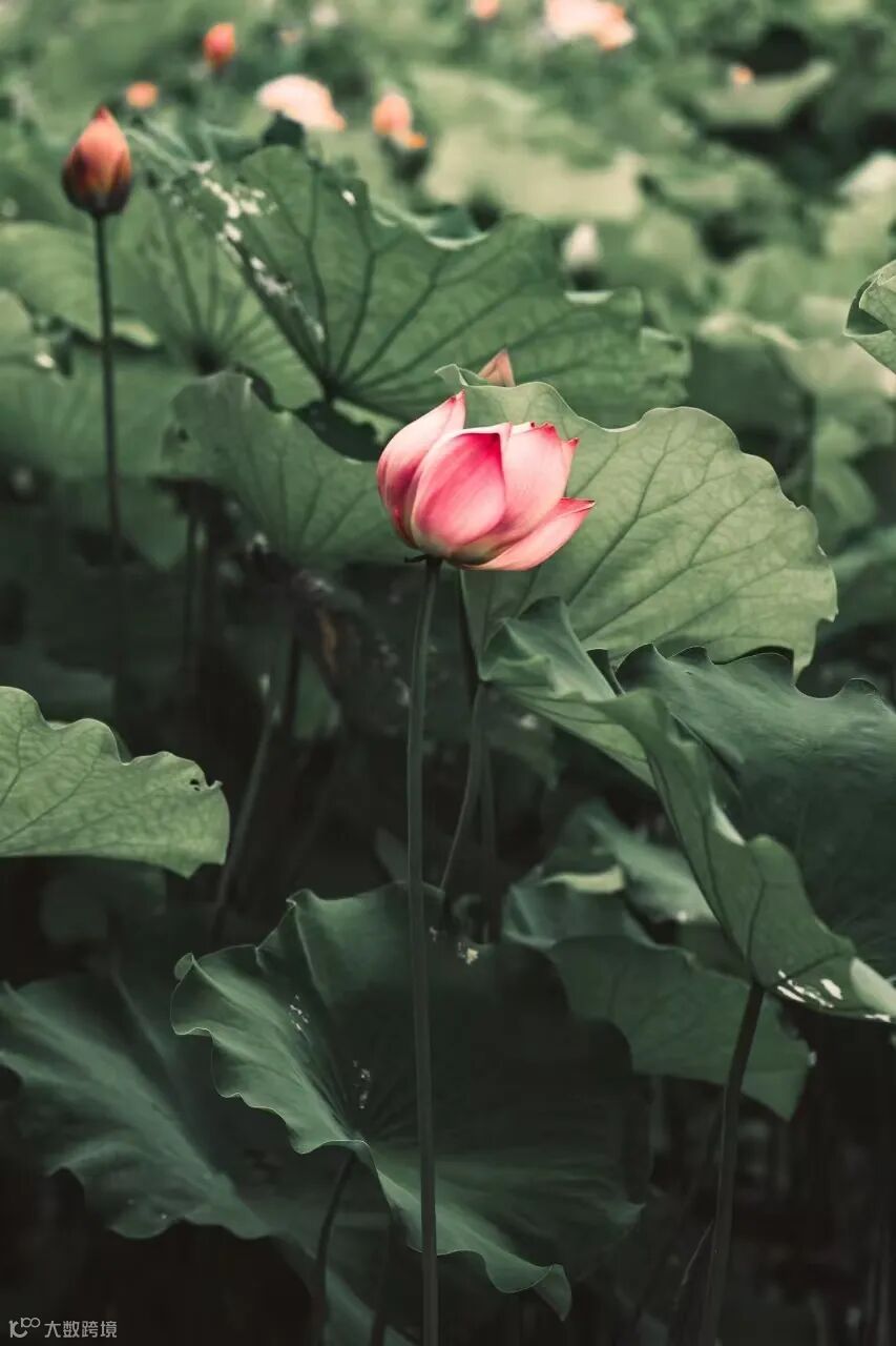 6.《新荷初绽》 摄影：向智萍.jpg