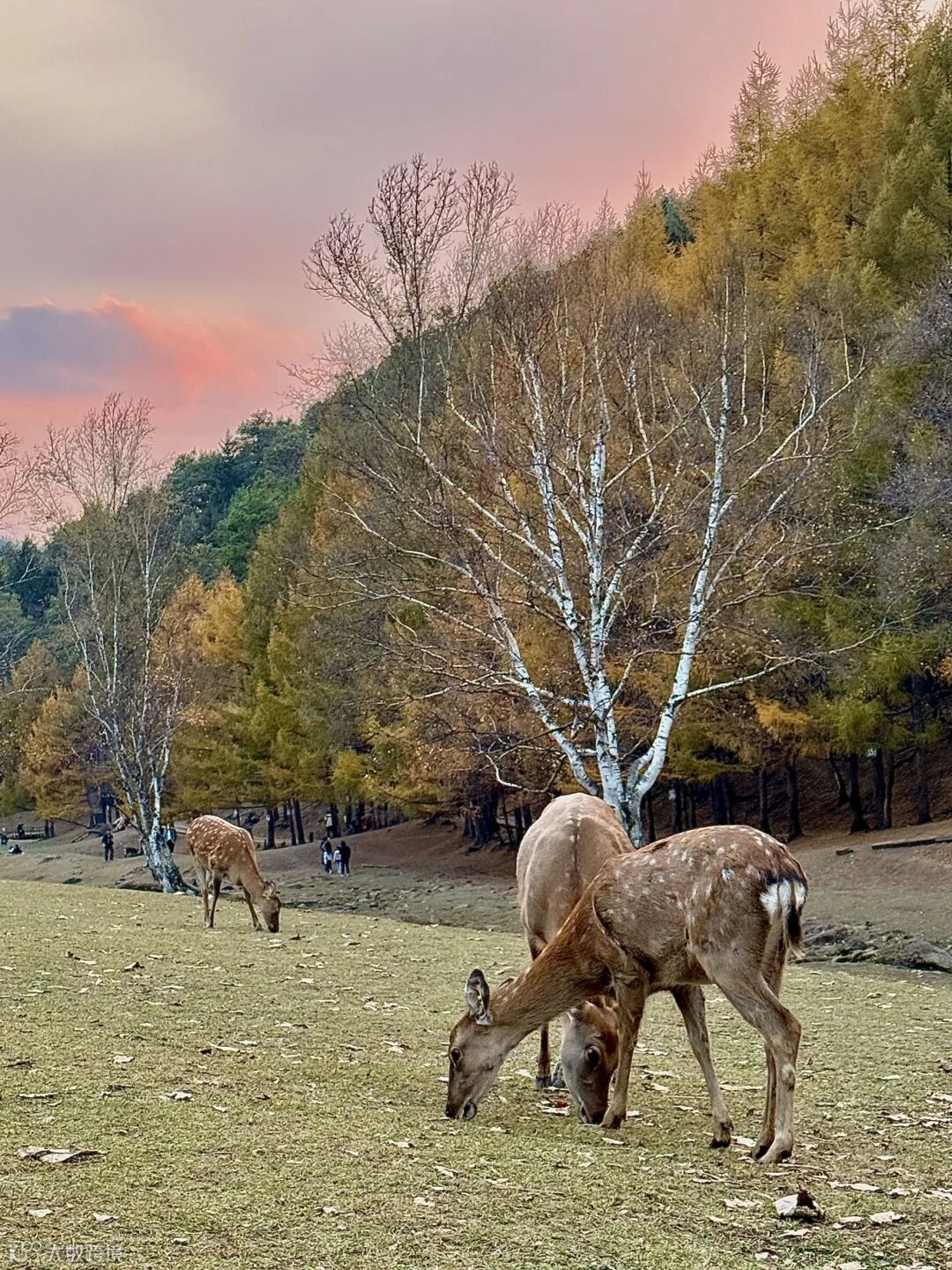 77.《秋林鹿影》 摄影：李采奕.jpg