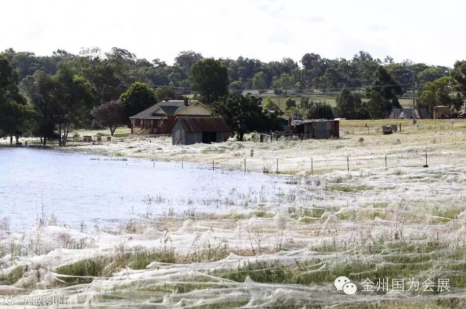 澳大利亚下“蜘蛛雨” 百万蜘蛛从天而降