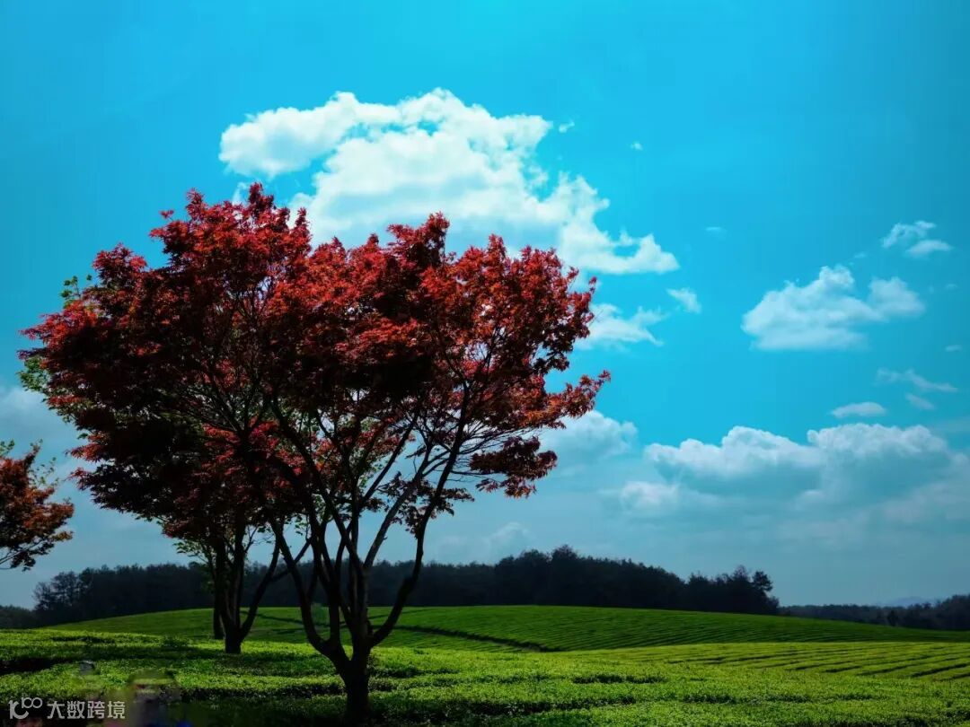 78.《春尖满坡绿》 摄影：向智萍.jpg