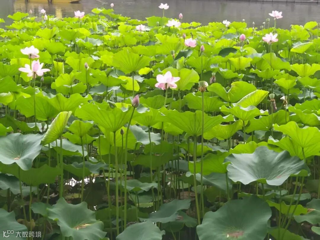 76.《满塘夏意》 摄影：张思远.jpg