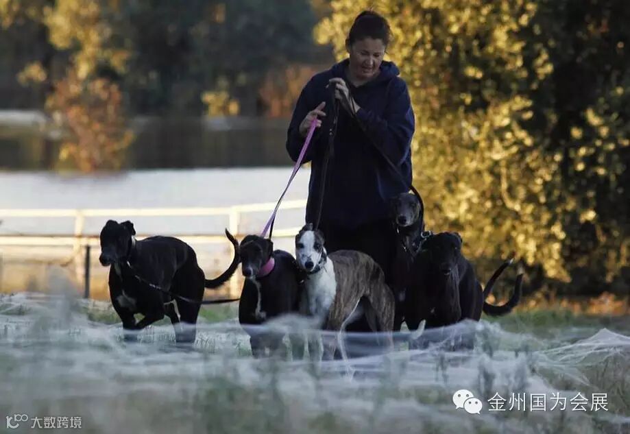 澳大利亚下“蜘蛛雨” 百万蜘蛛从天而降