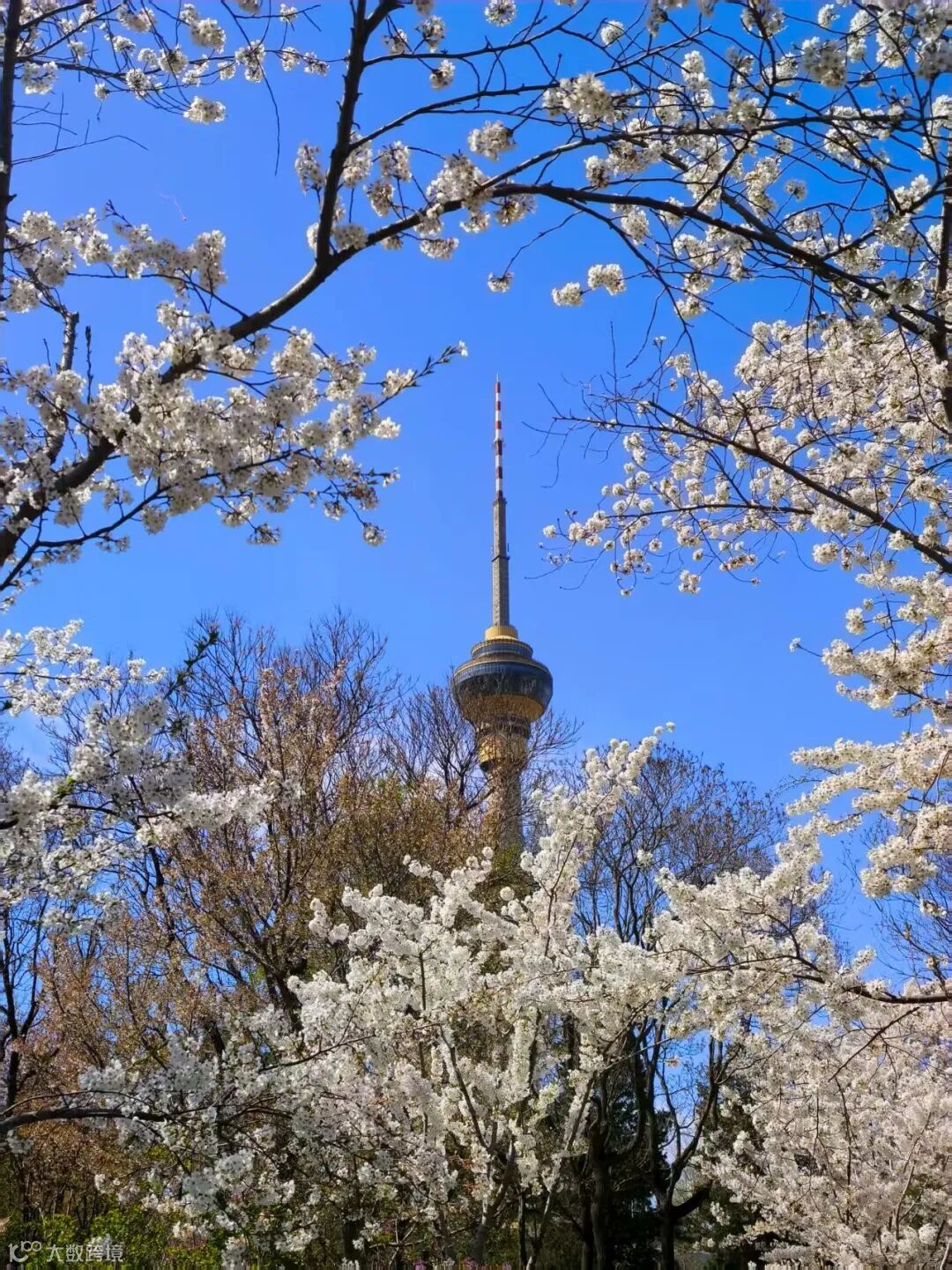 74.《塔尖探春》 摄影：韦红烁.jpg