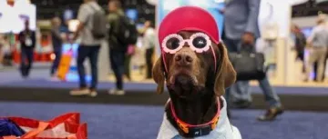 3年产值翻三倍！河南县城靠“宠物粮”拿下20亿，出口45个国家 | 爆品洞察