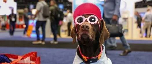 3年产值翻三倍！河南县城靠“宠物粮”拿下20亿，出口45个国家 | 爆品洞察