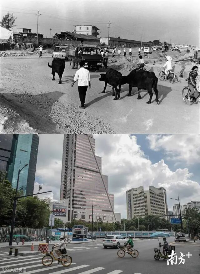 上图:1981年,深圳解放路西段到深南大道东段,汽车、单车、牛群混杂通行。下图:2020年,牛羊混杂穿行之处如今已是地王大厦和蔡屋围大酒店的转角处。街头的共享单车和外卖都是当前互联网经济的缩影。.jpg