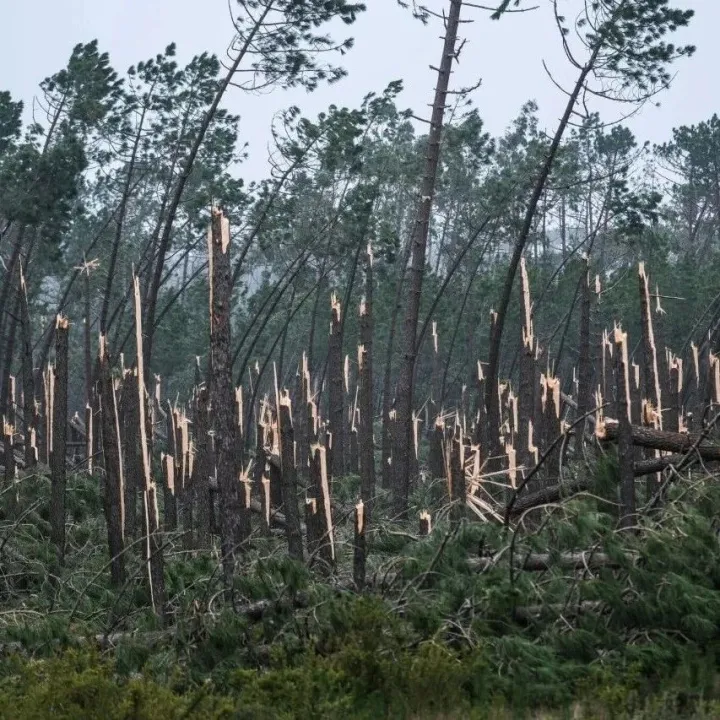 歐盟批準葡萄牙2.5億歐元植樹造林計劃