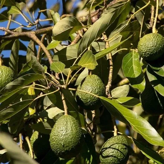 物流报关 || 东南亚鳄梨进口相关注意事项