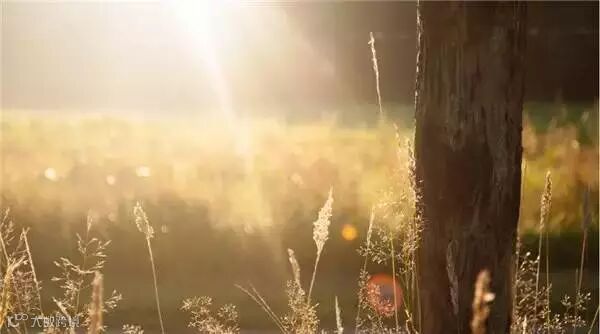 阳光照耀在树林间