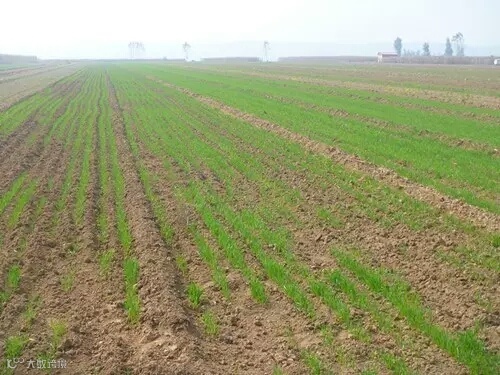 小麦越冬管理技术_1