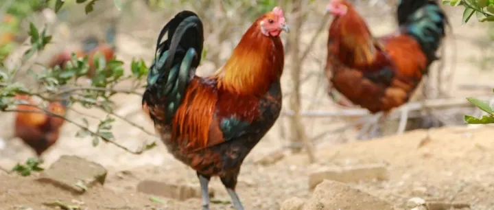 新余正宗散养土鸡，吃五谷和虫子，满山飞来飞去，用这个送礼绝对可以……