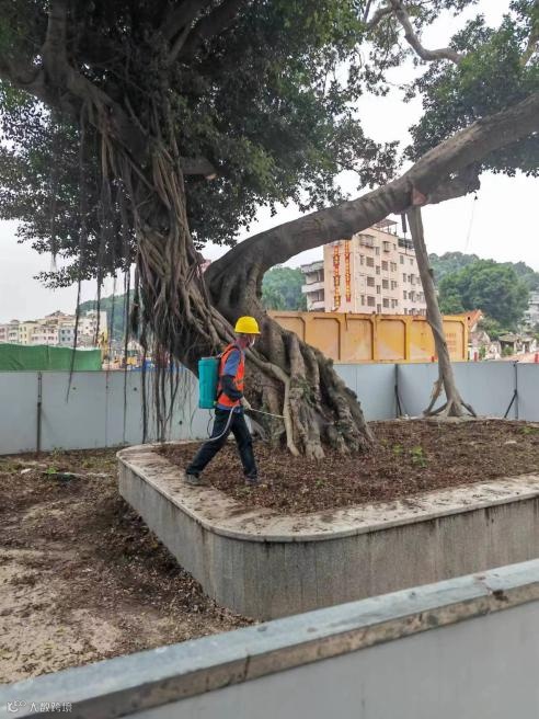 图片6 树木围挡养护现场.png