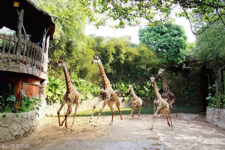 长颈鹿.jpg