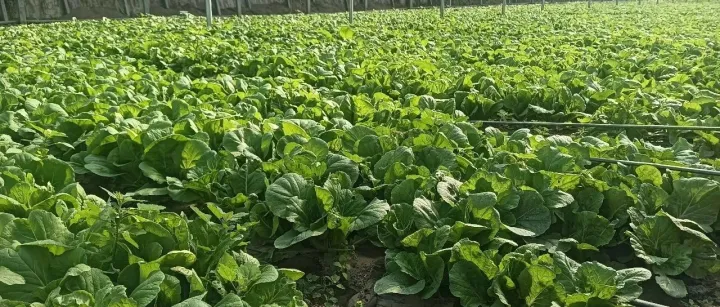 春日限定：有机蔬菜，让每餐都是自然的盛宴