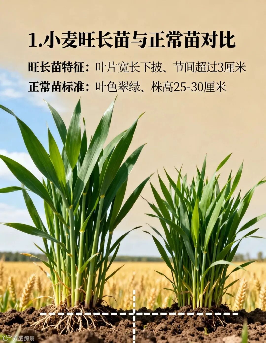 健康小麦苗与弱苗对比,帮助农户快速识别苗情