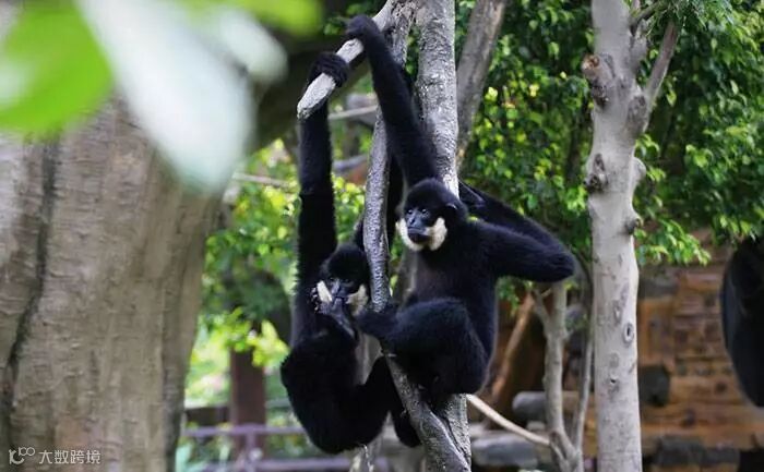 长臂猿.jpg