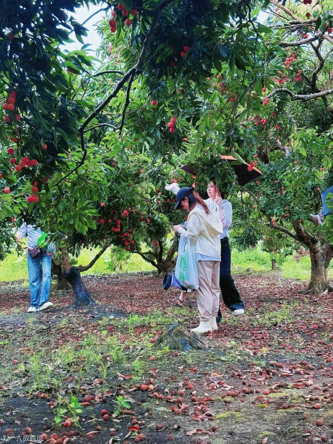 webwxgetmsgimg (2).jpg