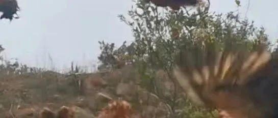 <em>新余</em>这里养出了满天飞的鸡