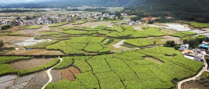 <em>清远</em>英德8000万斤甘蔗滞销