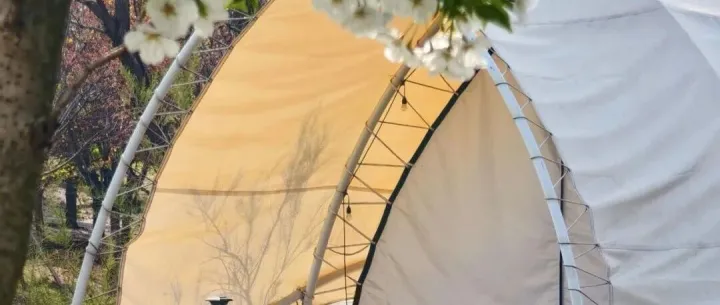 园博园樱遇溪上｜这片樱花露营地，把春天美到极致