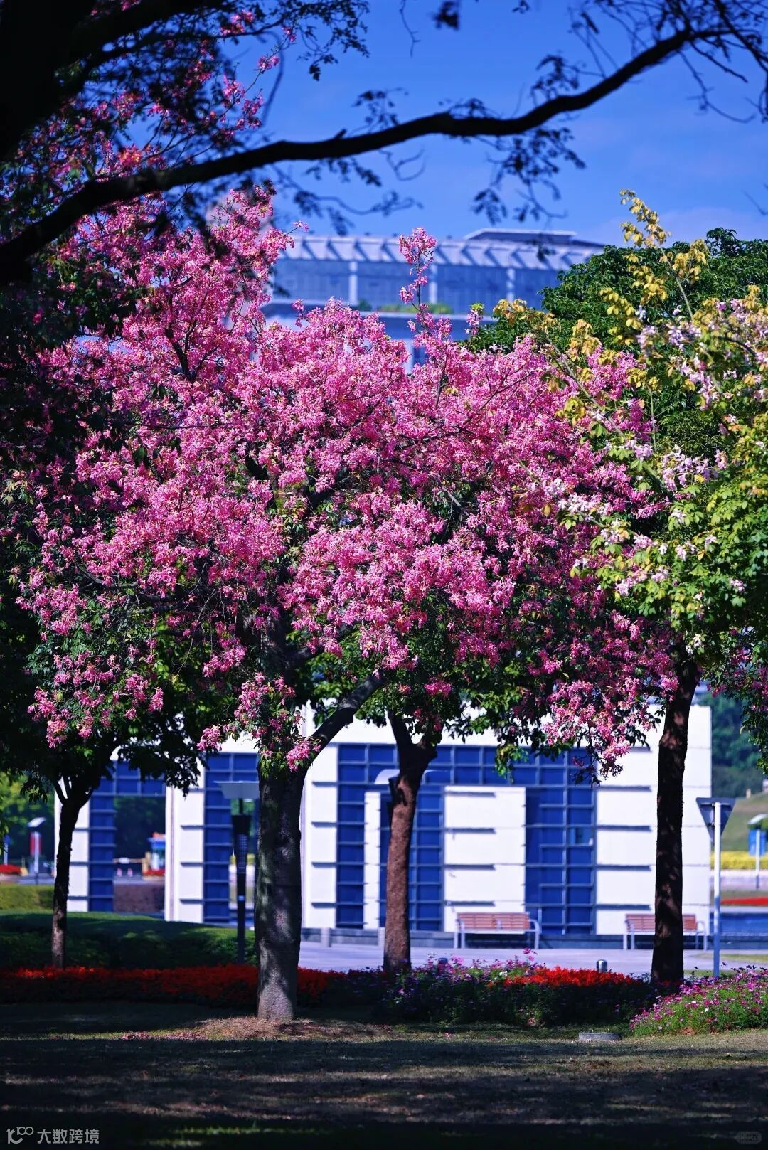 东莞爆花异木棉，马上可以坐地铁来看！_1_荣少DD_来自小红书网页版.jpg