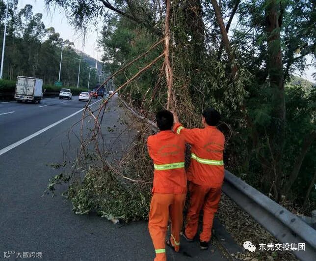 3、10月6日 常虎东行五点梅K20+900清理阻挡树枝,确保道路通行安全_副本.jpg