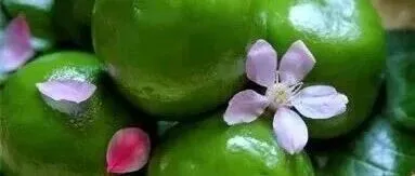 清明礼遇|一口青团，赴春日之约