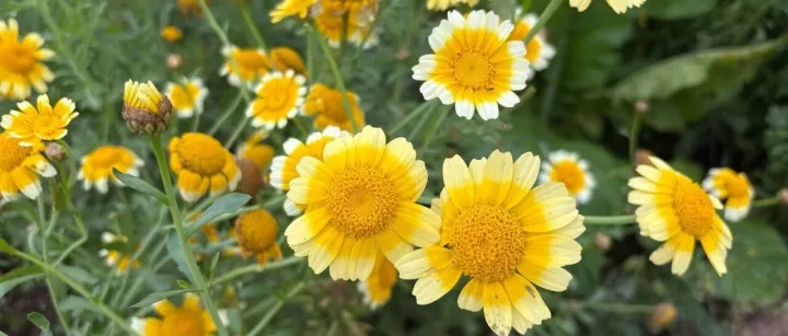 不少朋友有酒精依赖